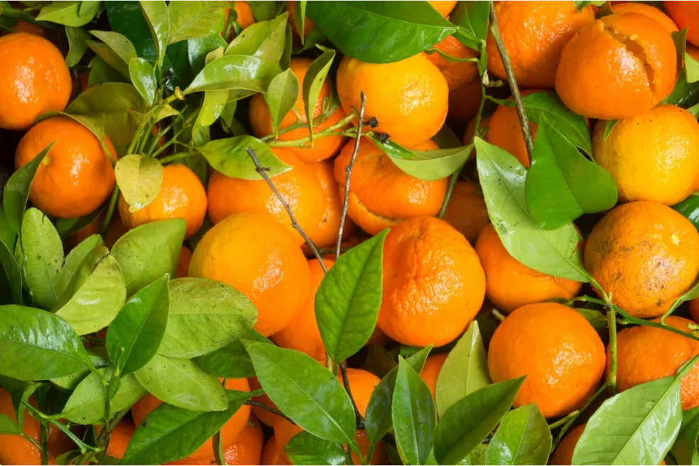 Winter Citrus Truckload