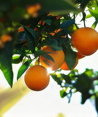 Oranges hanging from a tree with sunlight filtering through the leaves